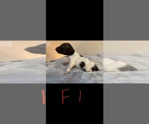 Medium German Shorthaired Pointer