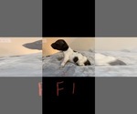 Puppy Female 1 German Shorthaired Pointer