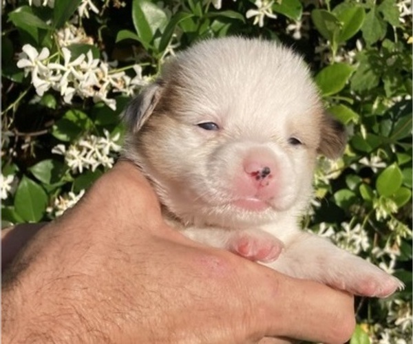 Medium Photo #6 American Corgi Puppy For Sale in BRANDON, FL, USA