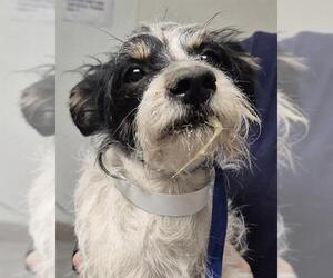 Chihuahua Dogs for adoption in Bakersfield, CA, USA