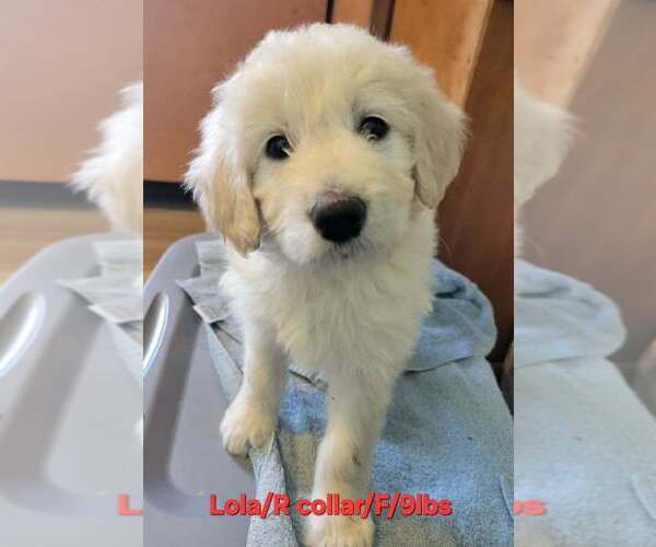 Medium Photo #1 Great Pyrenees-Unknown Mix Puppy For Sale in Aurora, IN, USA
