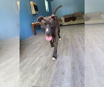 Small #2 Mutt