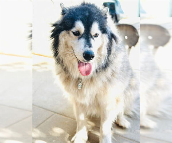 Medium Photo #1 Alusky Puppy For Sale in Santa Maria, CA, USA
