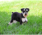 Small #2 Schnauzer (Miniature)