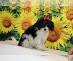Bubbles - Female Goldendoodle (Miniature) Puppy for Sale - Photo #17