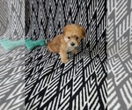 Small Photo #11 Maltese Puppy For Sale in LAPEER, MI, USA