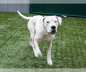 Dogo Argentino Dogs for adoption in Pasadena, CA, USA