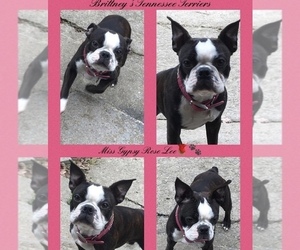Mother of the Boston Terrier puppies born on 06/17/2022