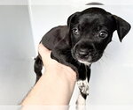 Small #1 Chihuahua Mix