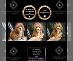 Puppy Sunshine F1B Maltipoo