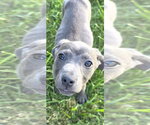 Small #6 American Pit Bull Terrier Mix