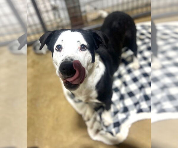 Medium Photo #3 Mutt Puppy For Sale in Claremore, OK, USA