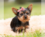 Small Photo #65 Yorkshire Terrier Puppy For Sale in WARSAW, IN, USA