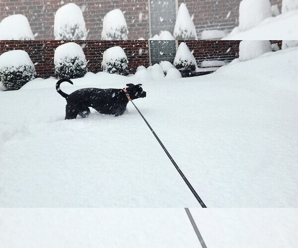 Medium Photo #6 American Pit Bull Terrier-Labrador Retriever Mix Puppy For Sale in Holly Springs, NC, USA