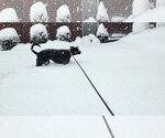 Small Photo #6 American Pit Bull Terrier-Labrador Retriever Mix Puppy For Sale in Holly Springs, NC, USA