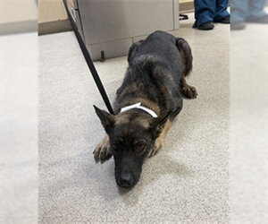 German Shepherd Dog-Unknown Mix Dogs for adoption in Riverside, CA, USA