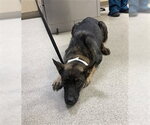 Small German Shepherd Dog Mix