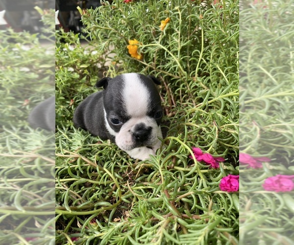 Medium Photo #4 Boston Terrier Puppy For Sale in FREDONIA, KS, USA