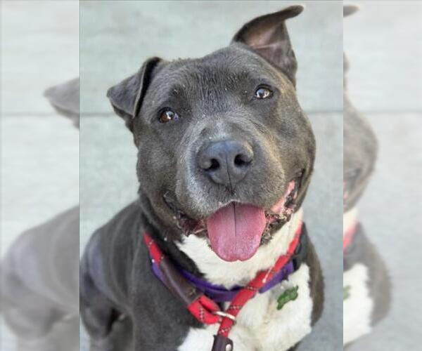 Medium Photo #2 American Pit Bull Terrier-Unknown Mix Puppy For Sale in Woodland, CA, USA