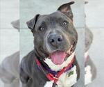Small #1 American Pit Bull Terrier Mix