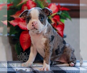 Boston Terrier Puppy for sale in MYERSTOWN, PA, USA