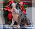 Small Boston Terrier