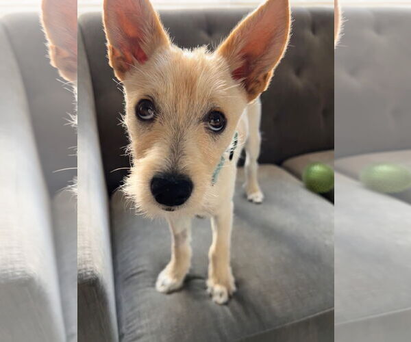 Medium Photo #4 Mutt Puppy For Sale in Newport Beach, CA, USA