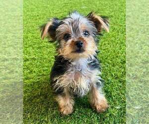 Yorkshire Terrier Puppy for sale in BERKLEY, MI, USA