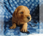 Puppy 1 Golden Retriever