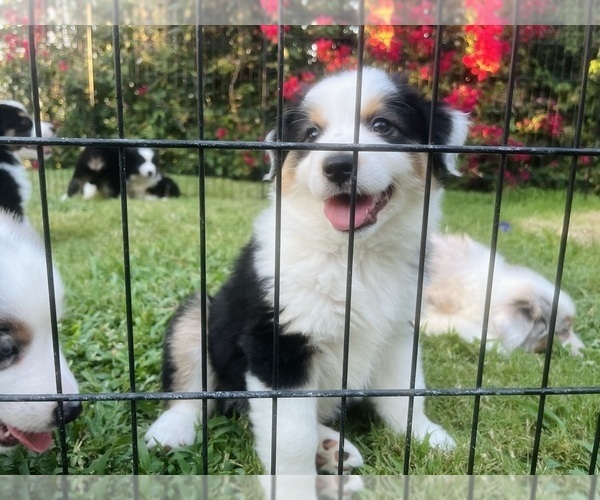 Medium Photo #20 Miniature Australian Shepherd Puppy For Sale in LA CANADA FLINTRIDGE, CA, USA