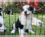 Small Photo #20 Miniature Australian Shepherd Puppy For Sale in LA CANADA FLINTRIDGE, CA, USA