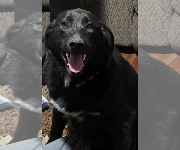 Medium Photo #5 Labrador Retriever-Unknown Mix Puppy For Sale in Minneapolis, MN, USA