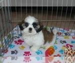 Small Photo #1 Shih Tzu Puppy For Sale in ORO VALLEY, AZ, USA
