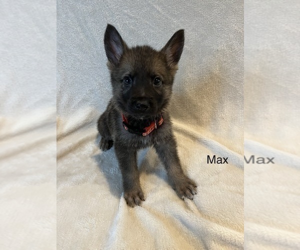 Medium Photo #6 German Shepherd Dog Puppy For Sale in ANNA, TX, USA