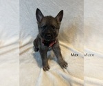 Small Photo #6 German Shepherd Dog Puppy For Sale in ANNA, TX, USA