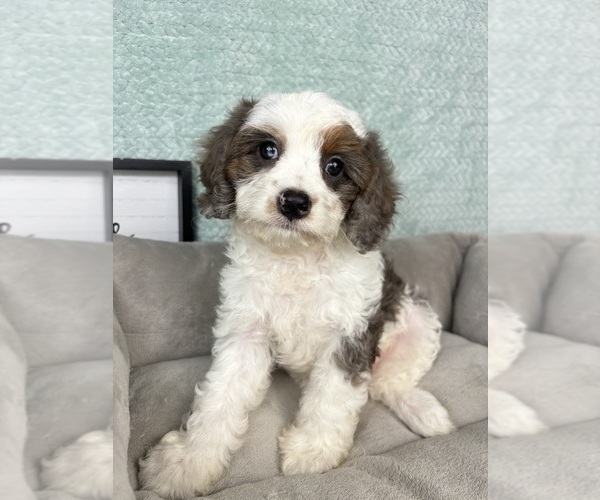 Medium Photo #4 Cavapoo Puppy For Sale in FRANKLIN, IN, USA