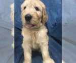 Small Photo #12 Goldendoodle Puppy For Sale in SCOTTSDALE, AZ, USA