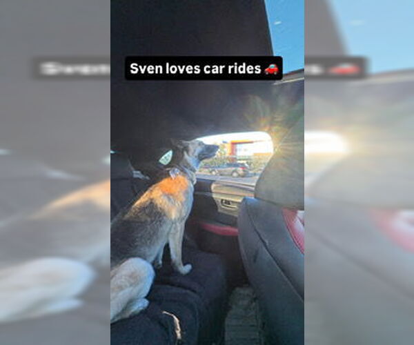 Medium Photo #2 German Shepherd Dog Puppy For Sale in Chandler, AZ, USA