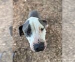 Small #13 American Pit Bull Terrier Mix