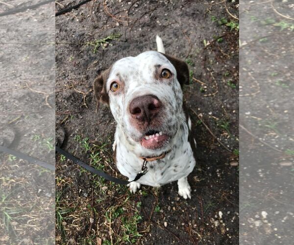 Medium Photo #29 Mutt Puppy For Sale in Pompano Beach , FL, USA