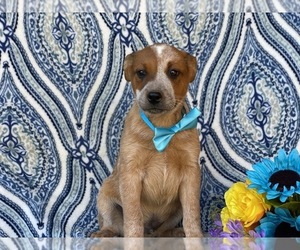 Australian Cattle Dog Puppy for sale in LANCASTER, PA, USA