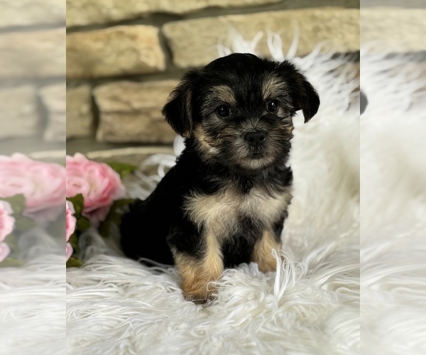 Medium Photo #5 Morkie Puppy For Sale in ROCK STREAM, NY, USA