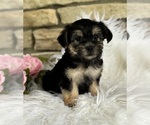 Small #4 Morkie