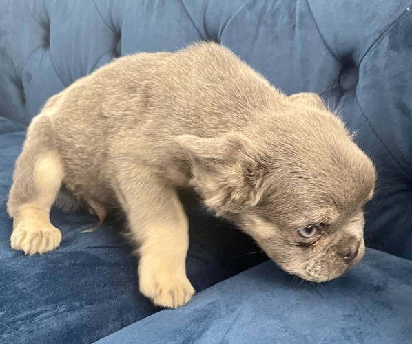 Medium Photo #23 French Bulldog Puppy For Sale in MANCHESTER, NH, USA
