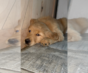 Medium Golden Retriever