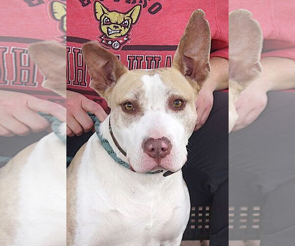 Medium Photo #3 Mutt Puppy For Sale in Carrollton, TX, USA