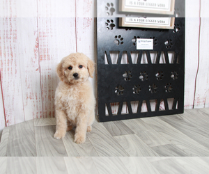 Goldendoodle (Miniature) Puppy for sale in MARIETTA, GA, USA