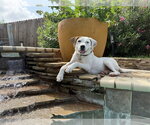Small #1 American Pit Bull Terrier-Labrador Retriever Mix