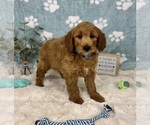 Small #3 Goldendoodle mix (+ Poodle Miniature)