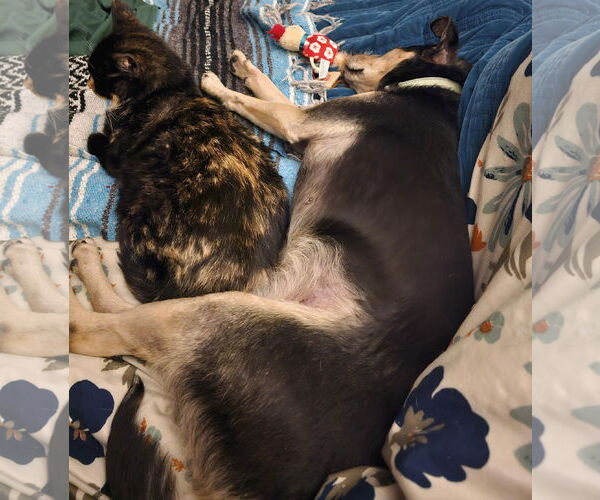 Medium Photo #9 Jack-A-Bee Puppy For Sale in Princeton, MN, USA